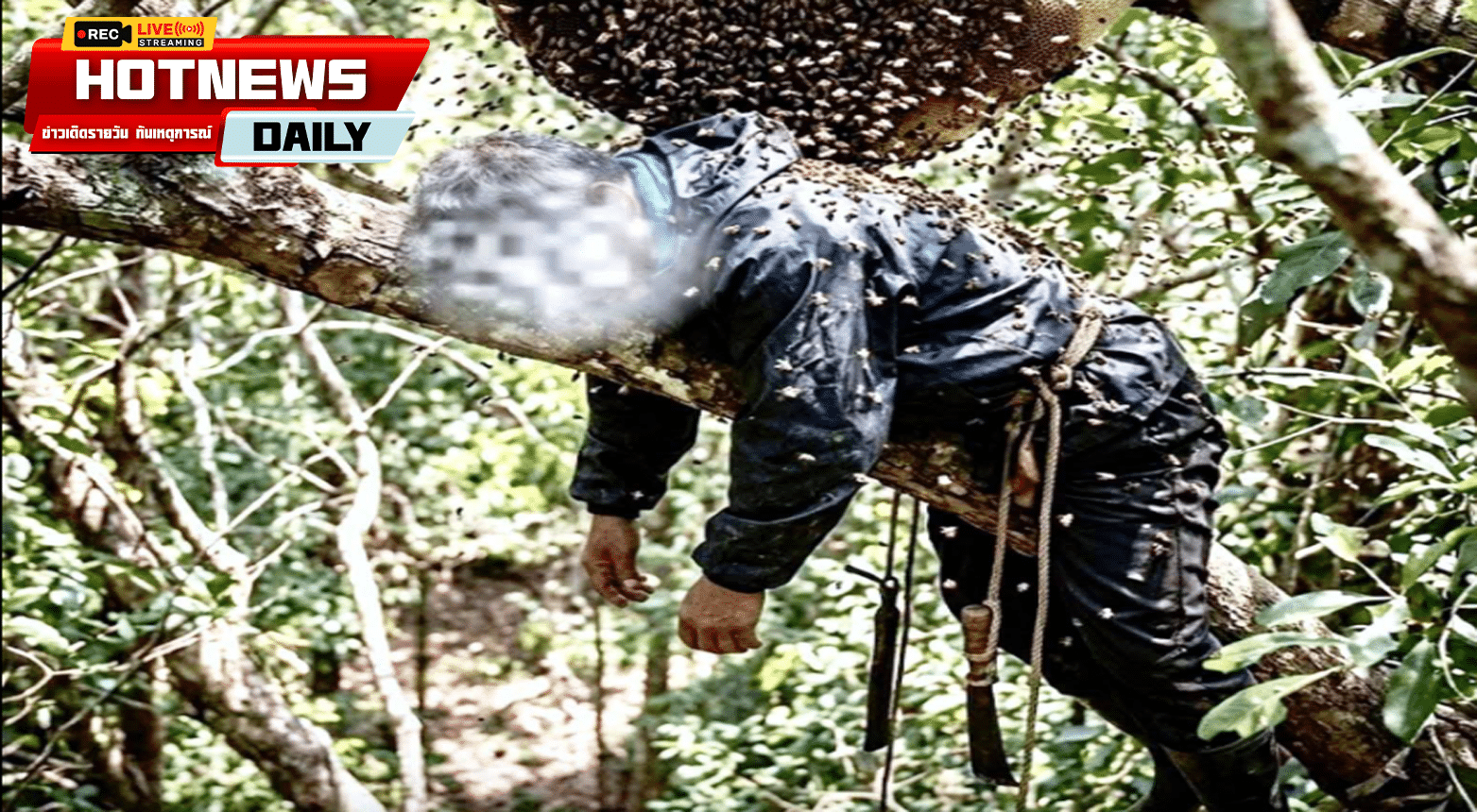 ผึ้งรุมต่อย