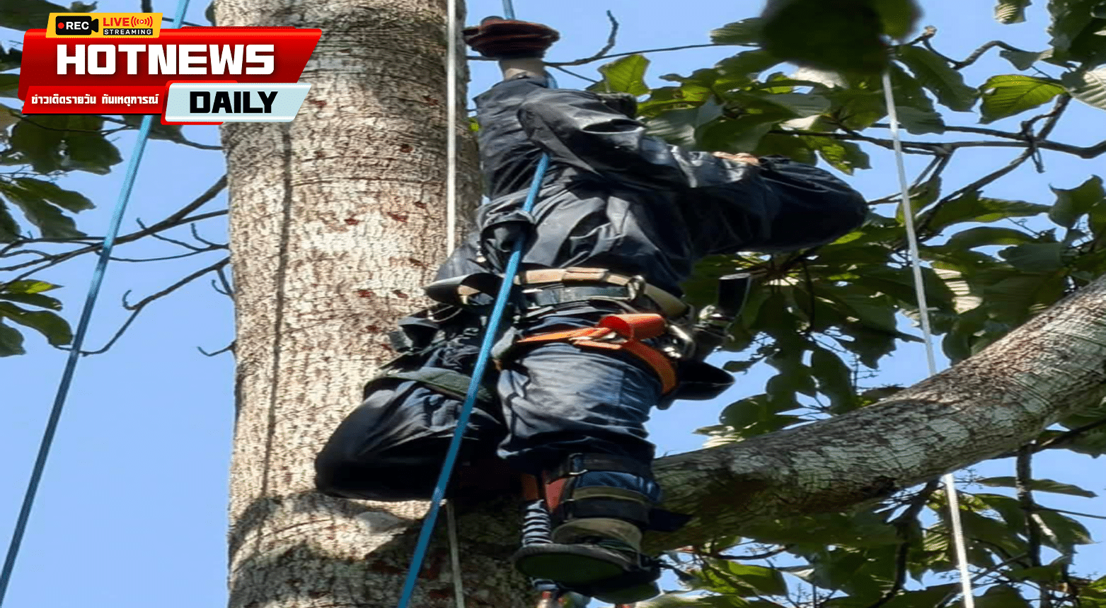 ผึ้งรุมต่อย