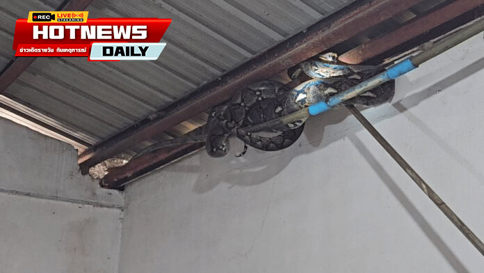 งูเหลือมเขมือบแมว