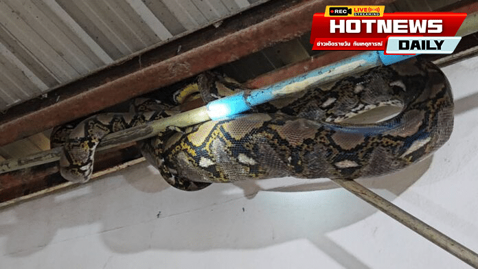 งูเหลือมเขมือบแมว