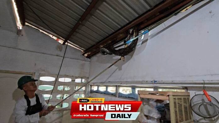 งูเหลือมเขมือบแมว