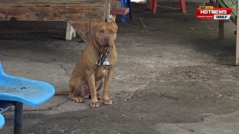 ยิงเจ้าอาวาส
